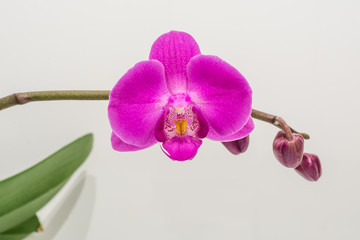 Fototapeta na wymiar Orchideen isoliert