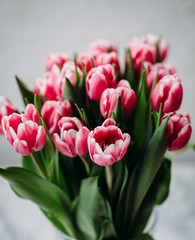 Red tulips on white background