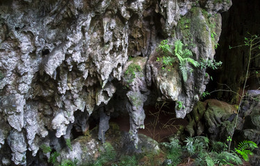 Cave formations and very rare cycad plants (Zamia decumbens) in a remote jungle cave in Toledo,...