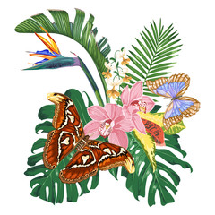Tropical flowers, leaves and butterflies. Monstera, strelitzia, pink orchids. 