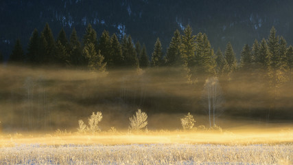 Detail of forest trees. Frozen bavarian scene during winter time. Beautiful Barmsee lake, Germany.