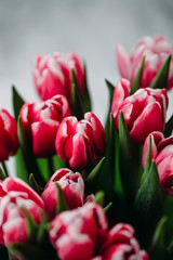 Fototapeta premium Red tulips on white background