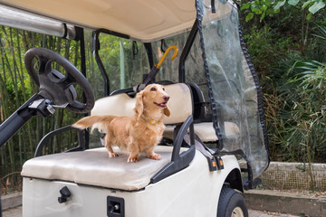 Small cute dog standing on old weathered golf cart seat. Healthy yound beige dachshund walking outdoor. © Leo Zank
