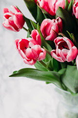 Red tulips on white background