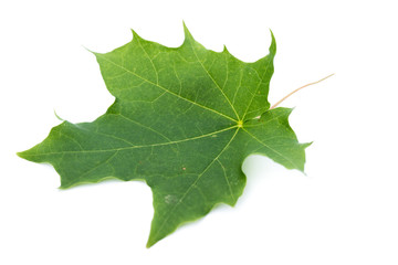 Ahornblatt Ahorn grün isoliert freigestellt auf weißen Hintergrund, Freisteller