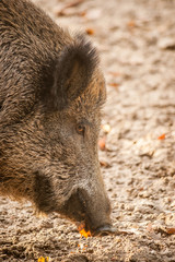 Wild Boar - Profile Female Head Portrait 
