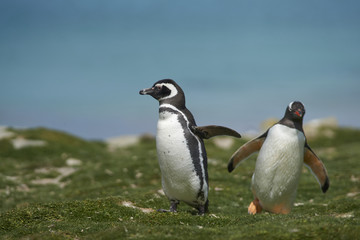 Magellanic Penguin (Spheniscus magellanicus) heading inland from the sea on the coast of Bleaker Island in the Falkland Islands. Gentoo Penguin (Pygoscelis papua) in the background.