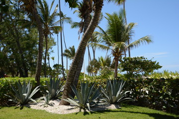 Fototapeta na wymiar ocean sea summer beach sand palm trees coconuts flora 