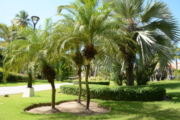 Fototapeta na wymiar ocean sea summer beach sand palm trees coconuts flora 