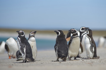Fototapeta premium Group of adult and young Magellanic Penguins (Spheniscus magellanicus) on the coast of Bleaker Island in the Falkland Islands.
