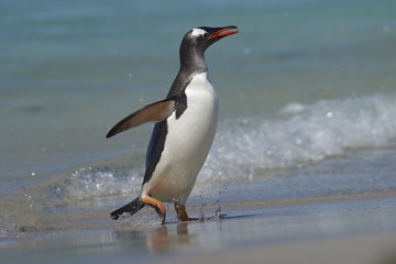 Naklejka premium Gentoo Penguin (Pygoscelis papua) emerging from the sea onto a large sandy beach on Bleaker Island in the Falkland Islands.