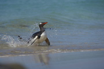 Naklejka premium Gentoo Penguin (Pygoscelis papua) emerging from the sea onto a large sandy beach on Bleaker Island in the Falkland Islands.