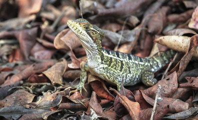 A striped basilisk (Basiliscus vittatus) on the forest floor in Belize.