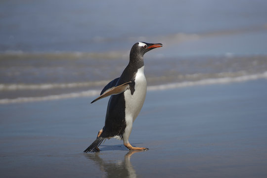 Gentoo Penguin (Pygoscelis papua) emerging from the sea onto a large sandy beach on Bleaker Island in the Falkland Islands.