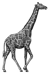 Naklejka premium black and white engrave isolated giraffe illustration