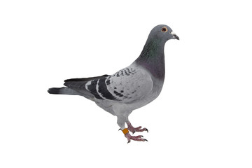 close up of speed racing pigeon bird isolate white background