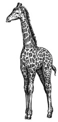 black and white engrave isolated giraffe illustration © Turaev