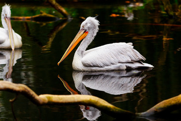 White pelican on a pond and nice reflection in the water