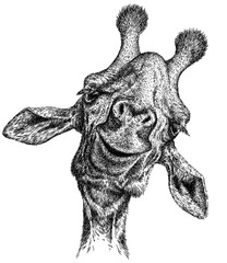 black and white engrave isolated giraffe illustration