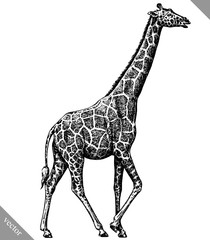 Naklejka premium black and white engrave isolated giraffe vector illustration