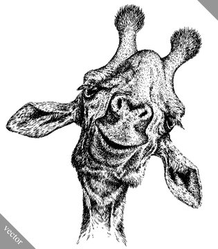 black and white engrave isolated giraffe vector illustration