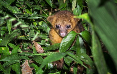 A young kinkajou (Potos flavus) in the jungle in Belize.