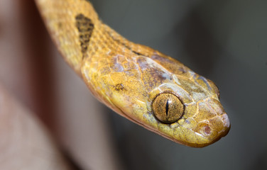 A northern cat-eyed snake (Leptodeira septentrionalis) up close at night in Belize.