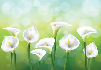 Vector illustration of spring background with flowers - callas lily.