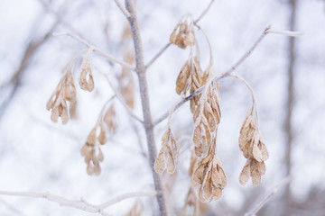 Orange leaves in the ice. Winter