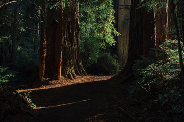 Trail in the Redwoods 