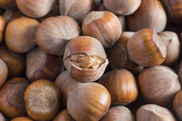 a lot of large large ripe hazelnuts