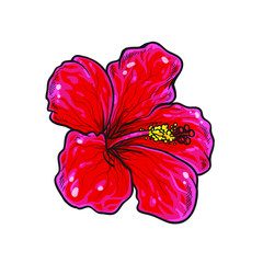 Vector single red hibiscus flower. Colorful realistic hand drawing of red, crimson color hibiscus flower. Isolated on white background.