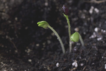 sprouting from the soil young small forest sprouts close