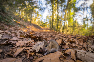 nice and small mouse in the forest while walking quietly