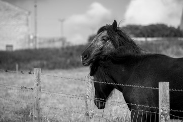 scottish horses © photonik87