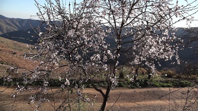 almendro en el campo con ramas llenas de flores de color blancas y rosa bajo un cielo azul