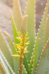 Close up of Aloe vera yellow blossom flowers.