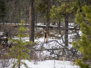 Fototapeta premium Beautiful white-tailed deer in Jasper National Park