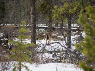 Beautiful white-tailed deer in Jasper National Park