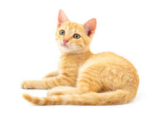 Kitten on white background.