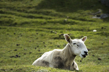 Sheep at Strathy Point © photonik87