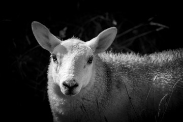 Sheep at Strathy Point © photonik87