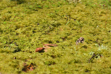 Moss, lichen and pine cones in the forest