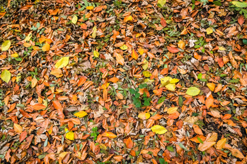 Fall Foliage on the Floor