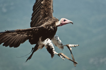 flying Vulture over Mountains