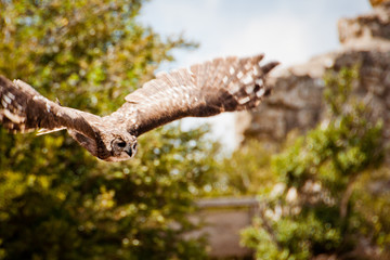 Fototapeta na wymiar flying Owl in front of trees