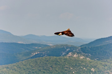 flying Eagle over Mountains