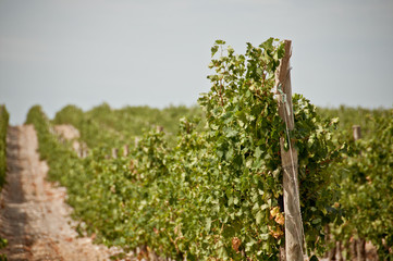 Fototapeta na wymiar vineyard in south france