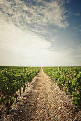 Fototapeta na wymiar vineyard in south france