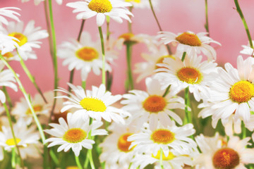 Flowering.  Blooming chamomile field, Chamomile flowers.
